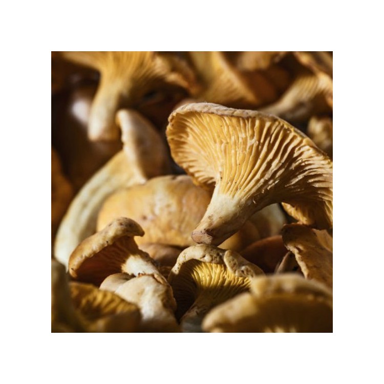 Mini Girolles Mini Girolles